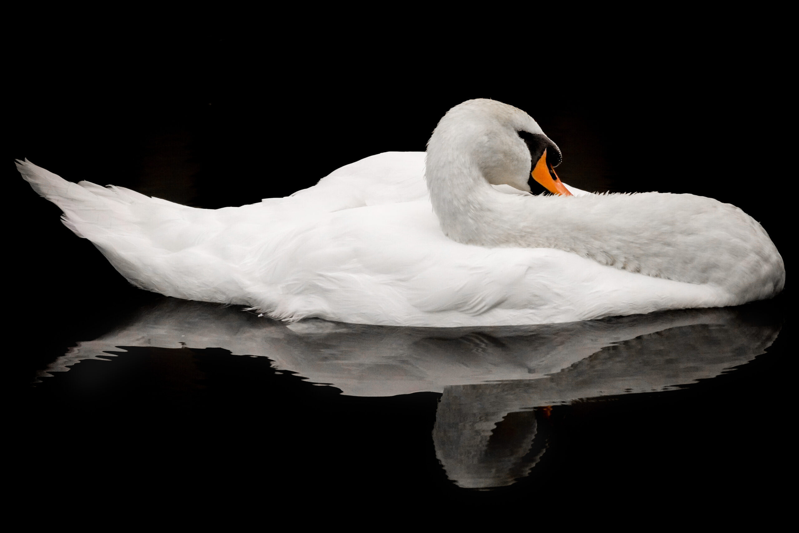 The Sleeping Swan Guesthouse